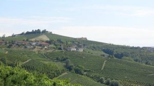 bruno-rocca-vineyard