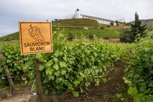 Sauvignon-Blanc