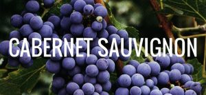 cabernet-sauvignon