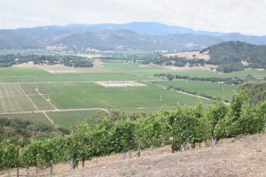 husic vineyard