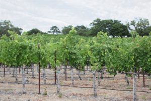 husic vineyard